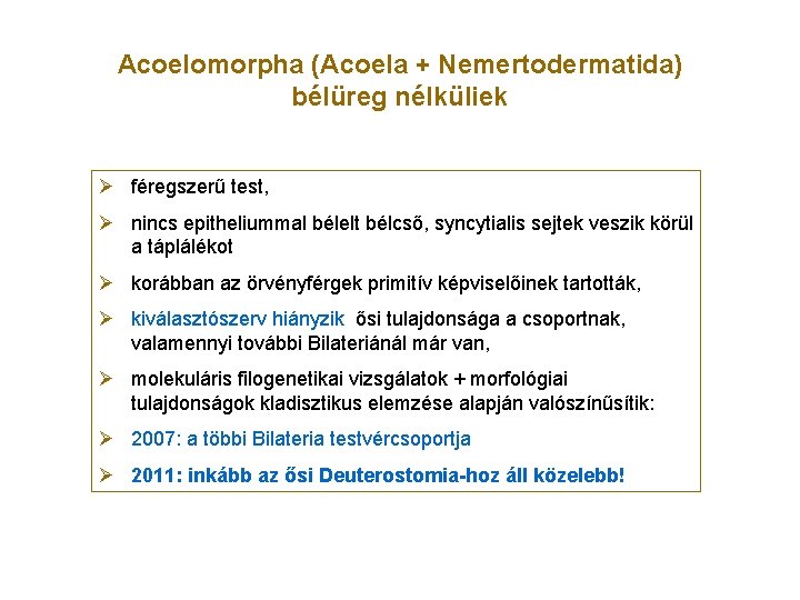 Acoelomorpha (Acoela + Nemertodermatida) bélüreg nélküliek Ø féregszerű test, Ø nincs epitheliummal bélelt bélcső,