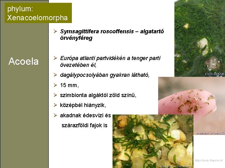 phylum: Xenacoelomorpha Ø Symsagittifera roscoffensis – algatartó örvényféreg Acoela Ø Európa atlanti partvidékén a