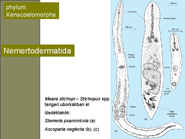 phylum: Xenacoelomorpha Nemertodermatida Meara stichopi – Stichopus spp. tengeri uborkákban él üledéklakók: Sterreria psammicola