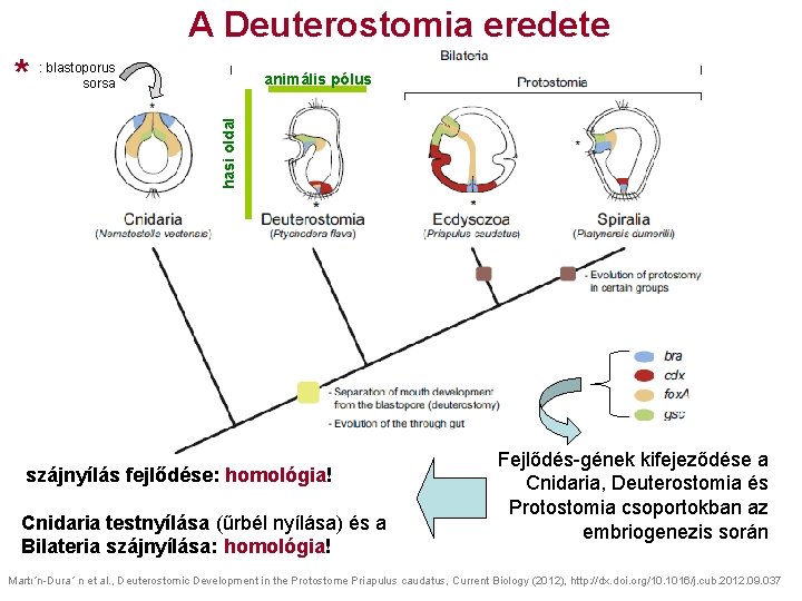 A Deuterostomia eredete : blastoporus sorsa animális pólus hasi oldal * szájnyílás fejlődése: homológia!