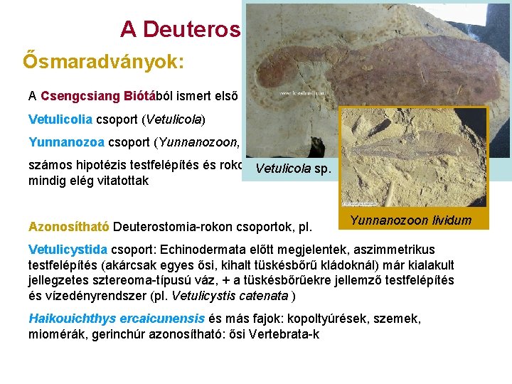 A Deuterostomia eredete Ősmaradványok: A Csengcsiang Biótából ismert első feltételezett Deuterostomia-k: Vetulicolia csoport (Vetulicola)