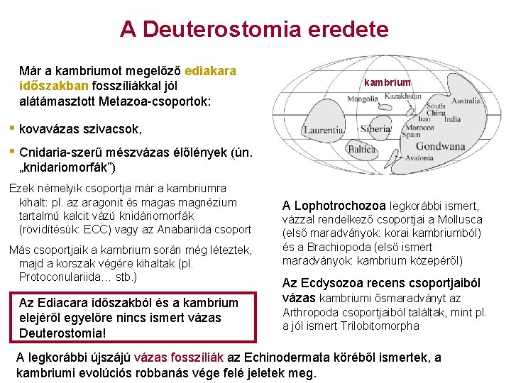 A Deuterostomia eredete Már a kambriumot megelőző ediakara időszakban fosszíliákkal jól alátámasztott Metazoa-csoportok: kambrium