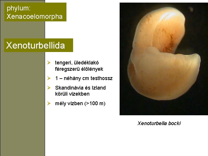 phylum: Xenacoelomorpha Xenoturbellida Ø tengeri, üledéklakó féregszerű élőlények Ø 1 – néhány cm testhossz