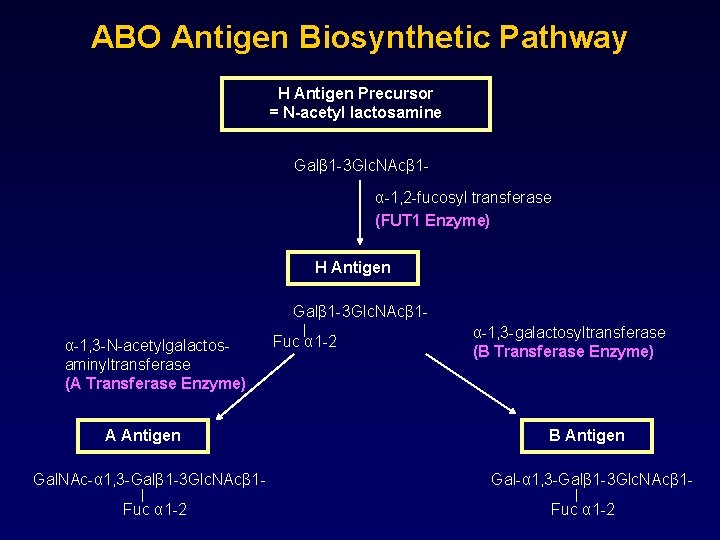 ABO Antigen Biosynthetic Pathway H Antigen Precursor = N-acetyl lactosamine Galβ 1 -3 Glc.