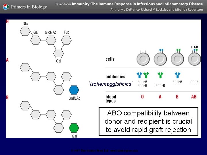 ‘isohemagglutinins’ ABO compatibility between donor and recipient is crucial to avoid rapid graft rejection