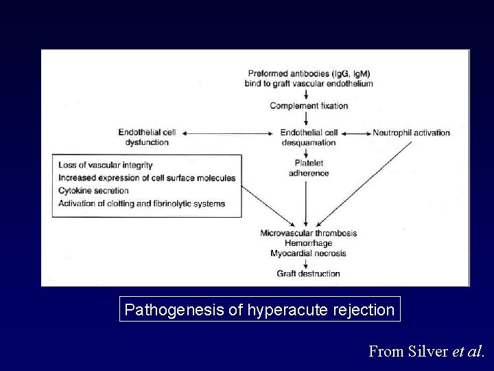 Pathogenesis of hyperacute rejection From Silver et al. 