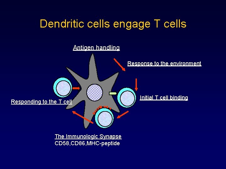 Dendritic cells engage T cells Antigen handling Response to the environment Responding to the