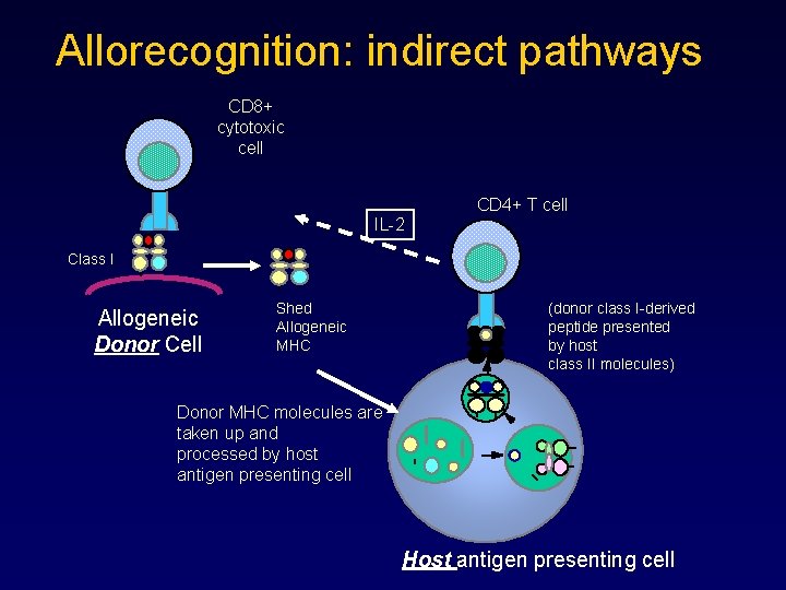 Allorecognition: indirect pathways CD 8+ cytotoxic cell CD 4+ T cell IL-2 Class I