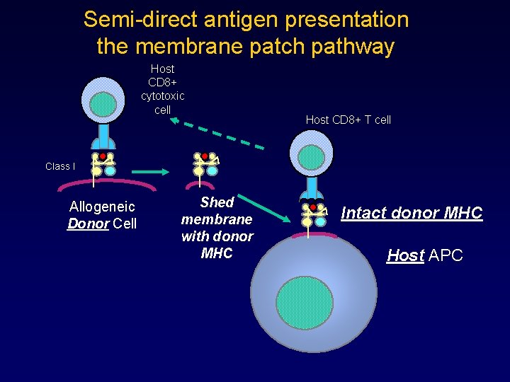 Semi-direct antigen presentation the membrane patch pathway Host CD 8+ cytotoxic cell Host CD