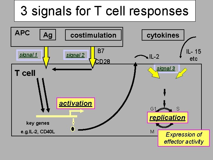 3 signals for T cell responses APC Ag signal 1 costimulation signal 2 B