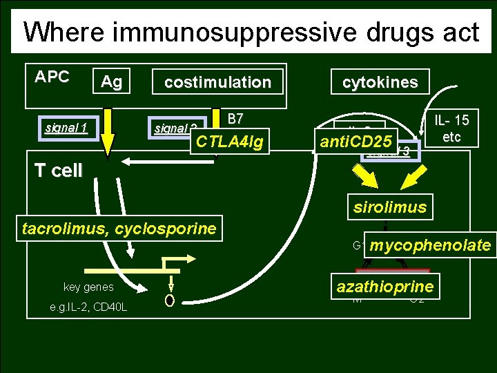 Where immunosuppressive drugs act APC Ag signal 1 costimulation signal 2 B 7 CTLA