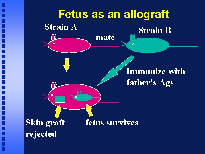 Fetus as an allograft Strain A Strain B mate Immunize with father’s Ags Skin