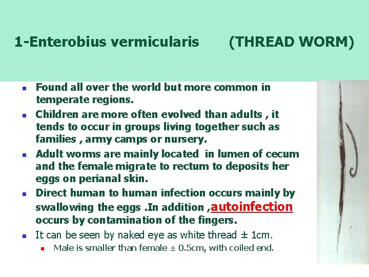 enterobius vermicularis seat worm)