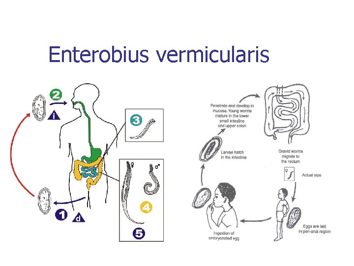 enterobius vermicularis epidemiologia