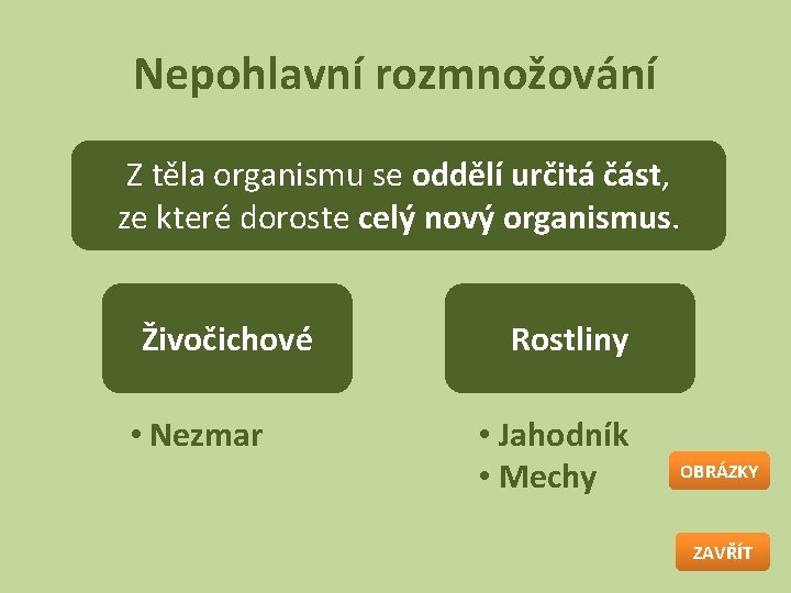 Nepohlavní rozmnožování Z těla organismu se oddělí určitá část, ze které doroste celý nový