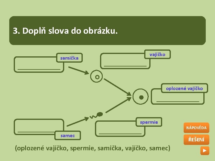 3. Doplň slova do obrázku. ____ samička ____ vajíčko oplozené vajíčko ________ spermie samec