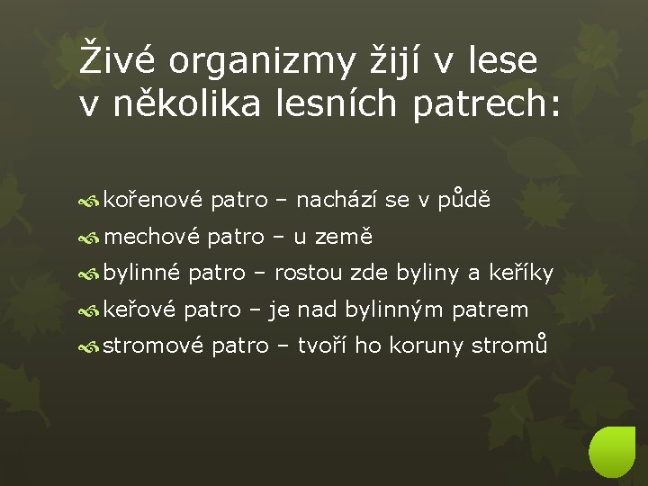 Živé organizmy žijí v lese v několika lesních patrech: kořenové patro – nachází se