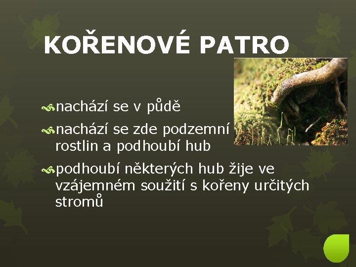 KOŘENOVÉ PATRO nachází se v půdě nachází se zde podzemní části rostlin a podhoubí