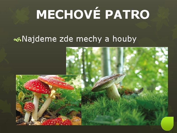 MECHOVÉ PATRO Najdeme zde mechy a houby 