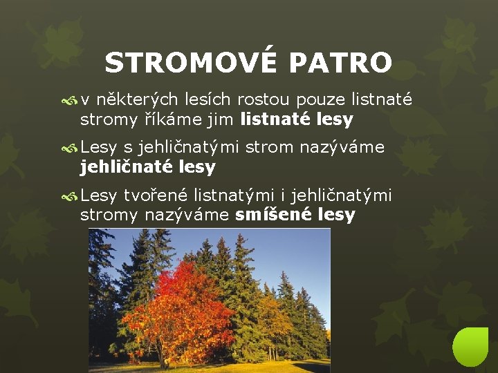 STROMOVÉ PATRO v některých lesích rostou pouze listnaté stromy říkáme jim listnaté lesy Lesy