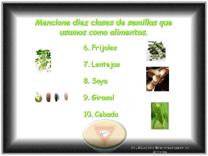 Mencione diez clases de semillas que usamos como alimentos. 6. Frijoles 7. Lentejas 8.