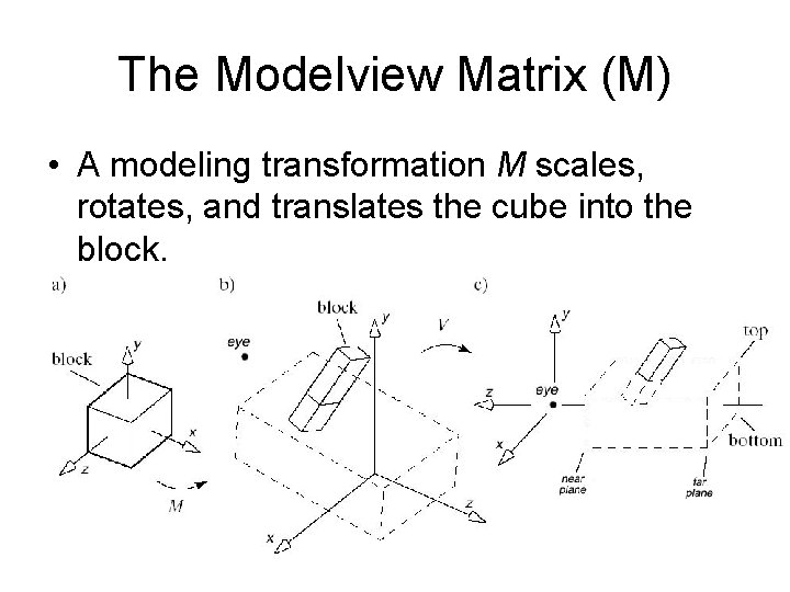 The Modelview Matrix (M) • A modeling transformation M scales, rotates, and translates the