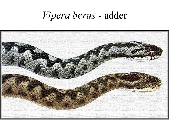 Vipera berus - adder 