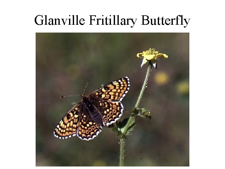 Glanville Fritillary Butterfly 