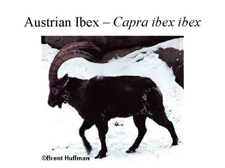 Austrian Ibex – Capra ibex 