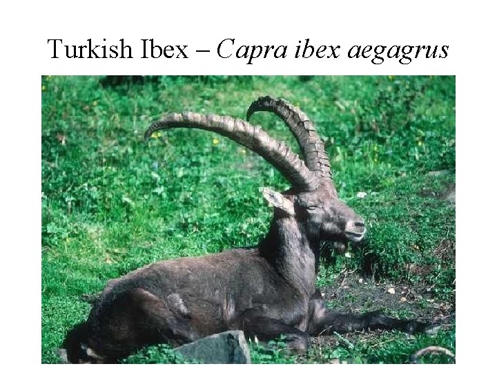 Turkish Ibex – Capra ibex aegagrus 