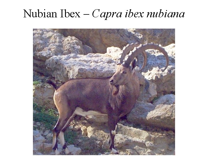Nubian Ibex – Capra ibex nubiana 