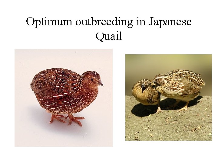 Optimum outbreeding in Japanese Quail 