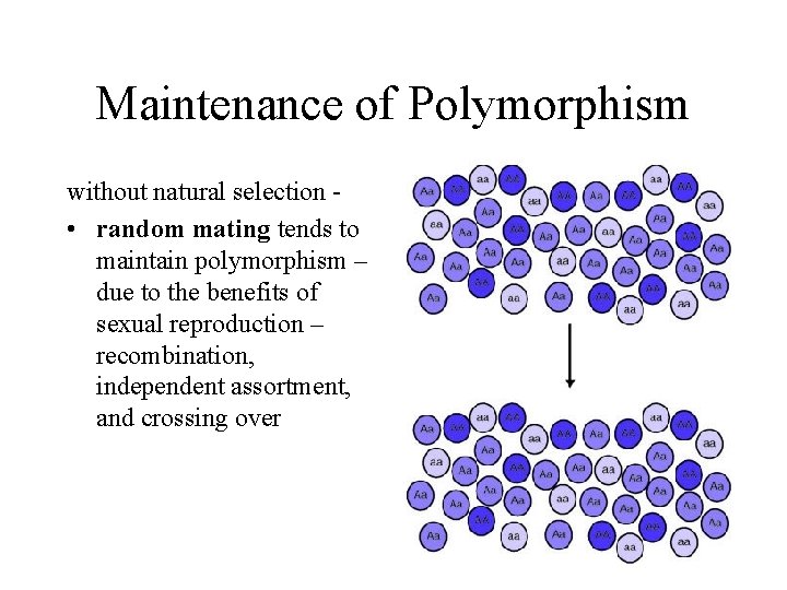 Maintenance of Polymorphism without natural selection • random mating tends to maintain polymorphism –