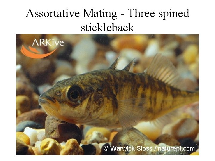 Assortative Mating - Three spined stickleback 