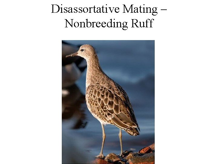 Disassortative Mating – Nonbreeding Ruff 