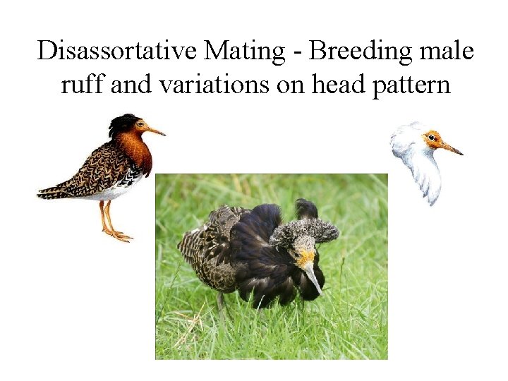 Disassortative Mating - Breeding male ruff and variations on head pattern 