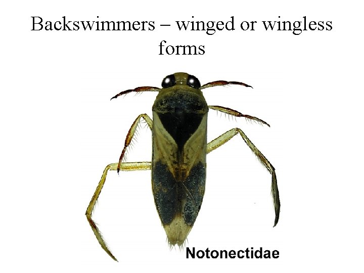Backswimmers – winged or wingless forms 