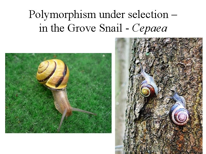 Polymorphism under selection – in the Grove Snail - Cepaea 