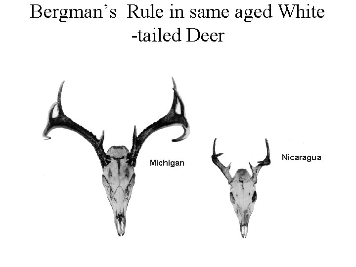 Bergman’s Rule in same aged White -tailed Deer 