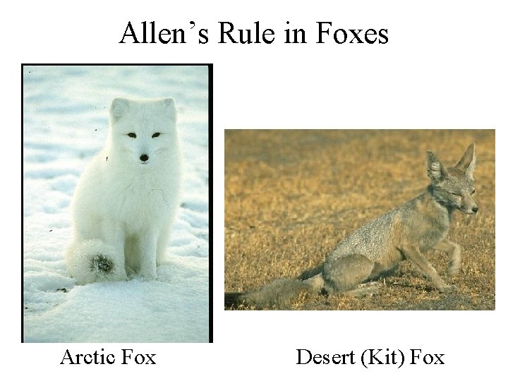 Allen’s Rule in Foxes Arctic Fox Desert (Kit) Fox 