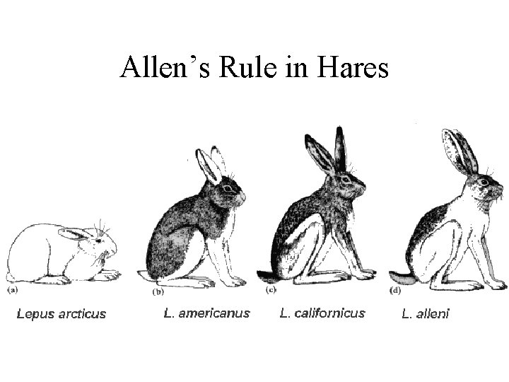 Allen’s Rule in Hares 