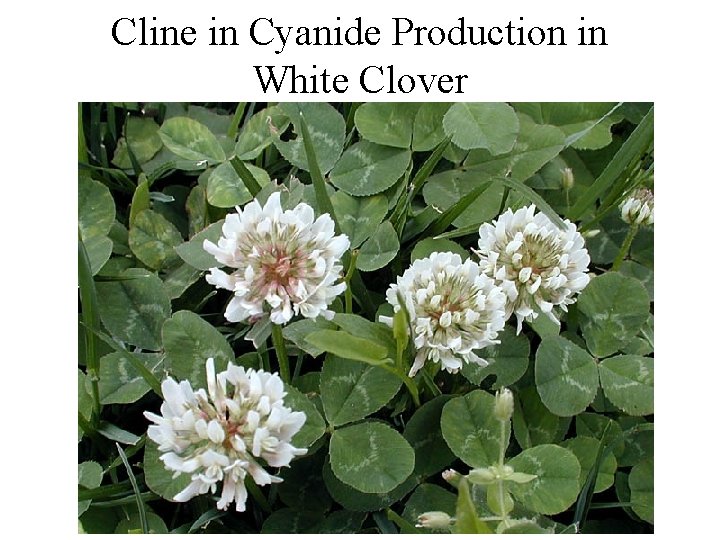 Cline in Cyanide Production in White Clover 