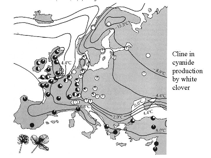 Cline in cyanide production by white clover 