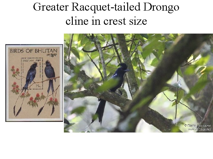 Greater Racquet-tailed Drongo cline in crest size 
