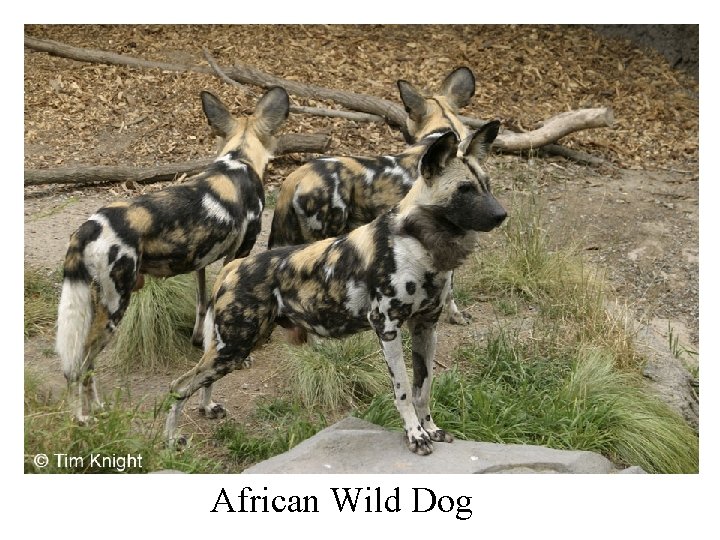 African Wild Dog 