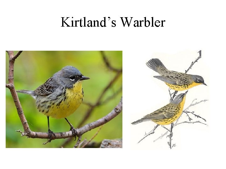 Kirtland’s Warbler 