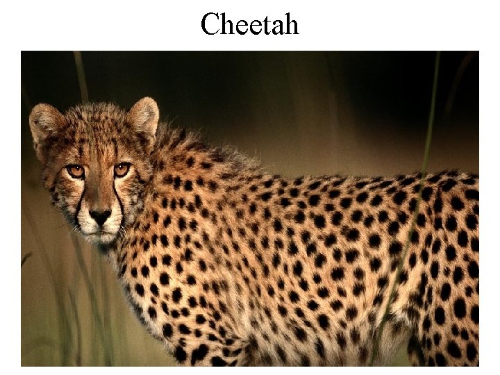 Cheetah 