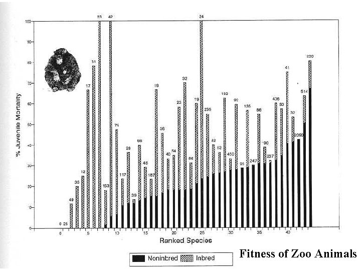 Fitness of Zoo Animals 