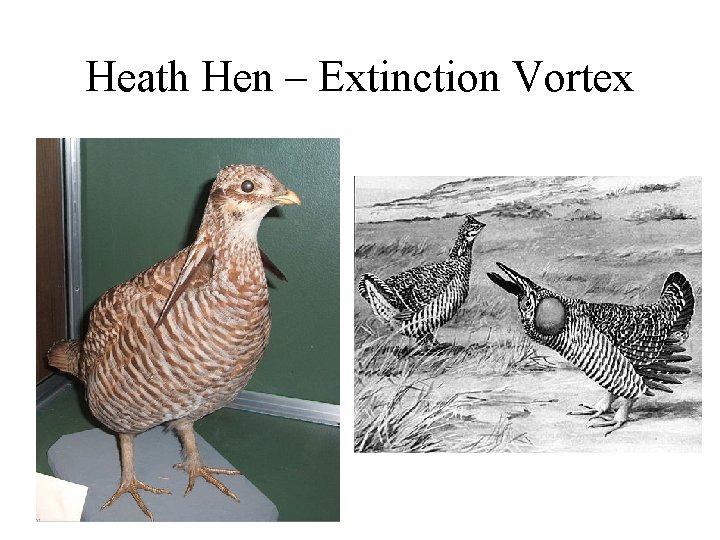Heath Hen – Extinction Vortex 