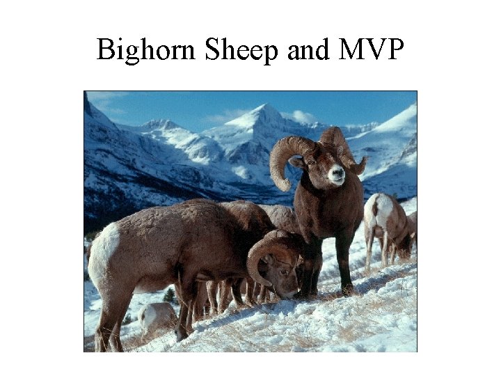 Bighorn Sheep and MVP 